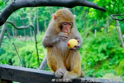 猴子吃桃