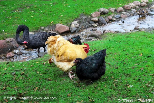 自己保护自己的小公鸡