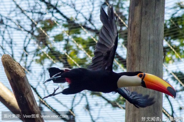 飞起来的小鸟