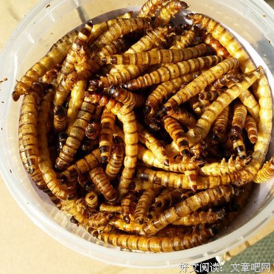 刺猬和蜈蚣