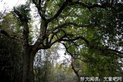 给菜地拉上一道篱笆