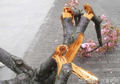 折断的树枝