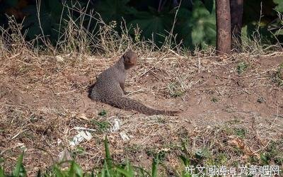 眼镜蛇的克星