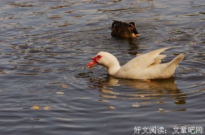 落单的鸭子