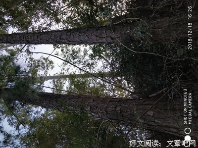 两棵松树