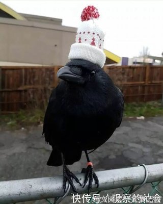 贪图安逸的乌鸦