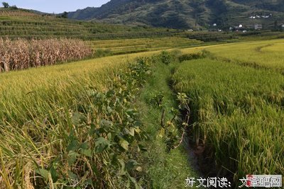 田埂上的黄豆