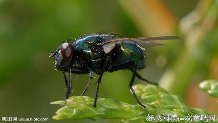 去管苍蝇的菜刀