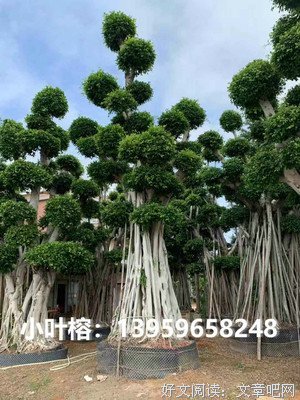 一个树桩头