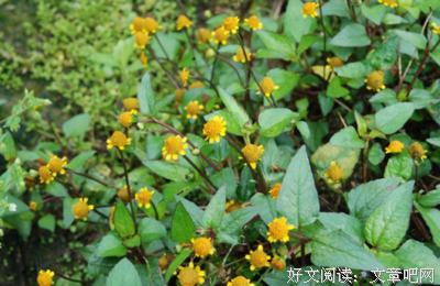 同样是草