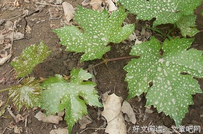 摘掉多余的叶子