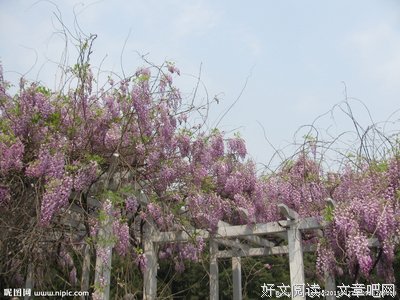 花架上的藤萝花