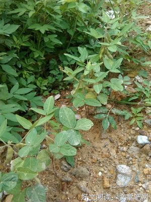 种麦和种豆