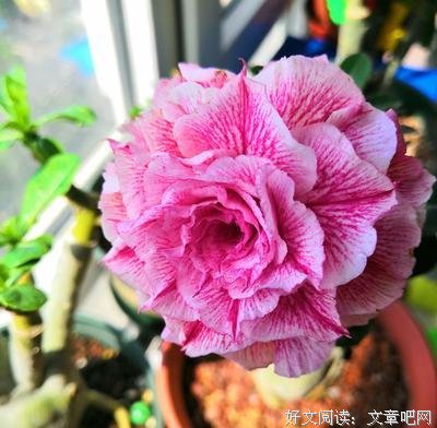 不开花的玫瑰