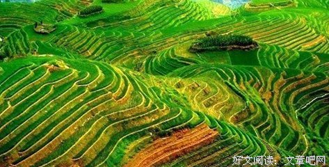 高调的喜鹊