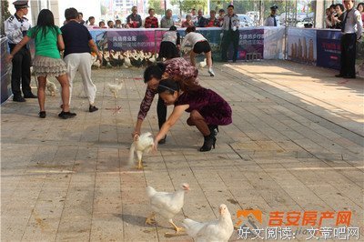 徒手捉鸡