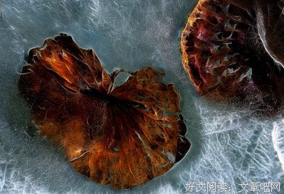 败在枯藤下的鳄鱼