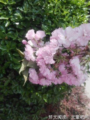 花开花败