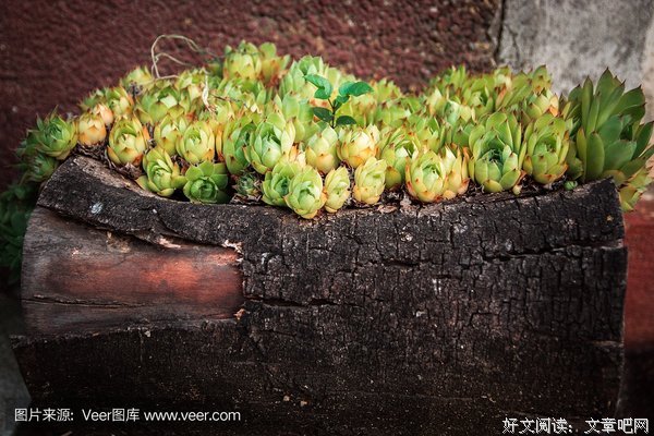 老树桩上的牵牛花