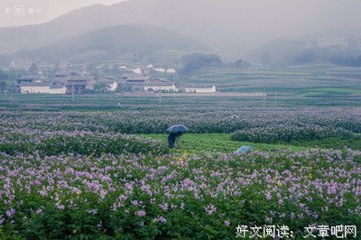 多余的洋芋花