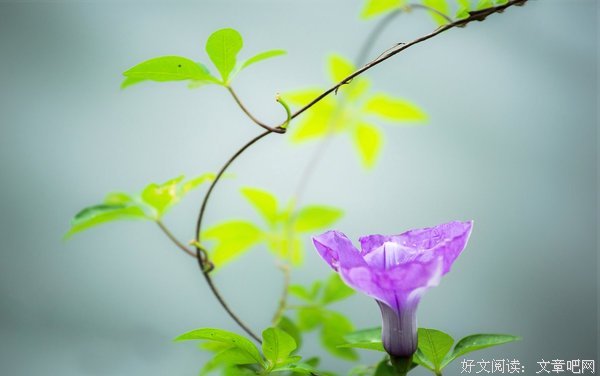 很一般的牵牛花