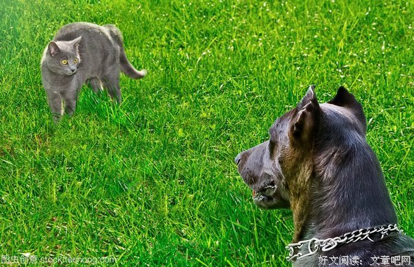 怕狗