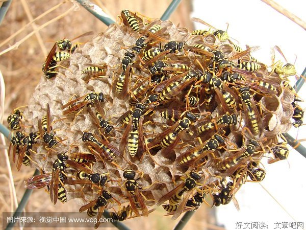 黄蜂的防身利器