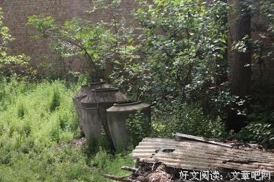 水泥缝里长出来的一根草