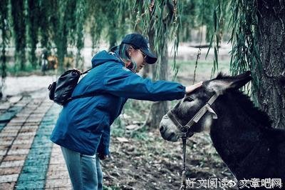一只蚊虫