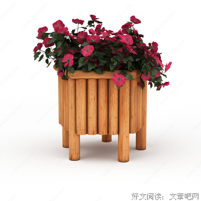 最寻常的牵牛花