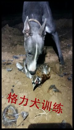 兔子和猎狗