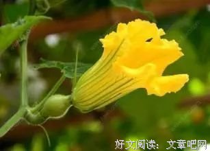 插入瓜藤的竹签