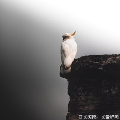 爬行的猴子