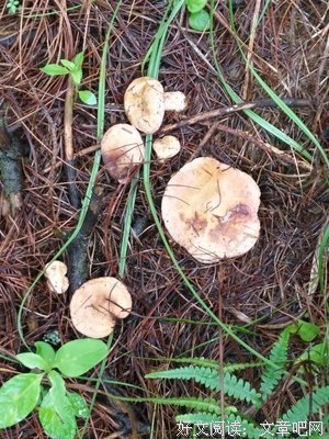 找菌子