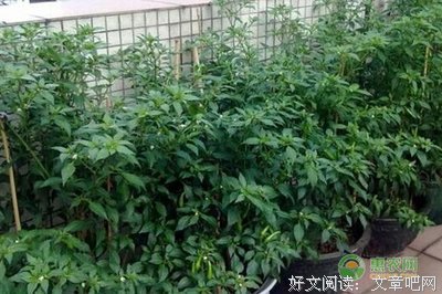 花盆里的那棵辣椒树