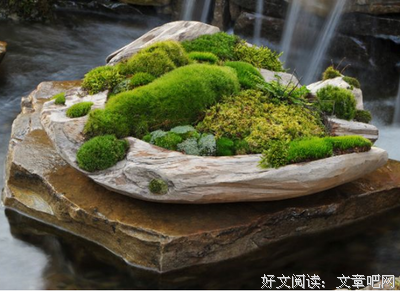 养一碗青苔