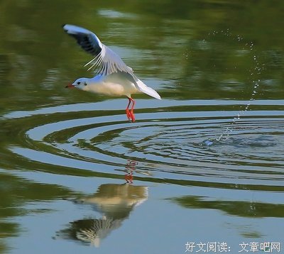 点水的蜻蜓
