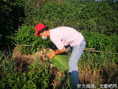 拔蒜苗