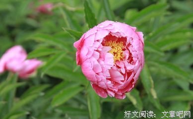 花开不等人