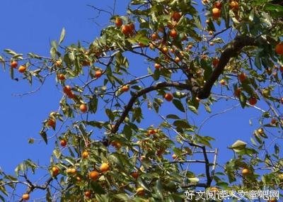 会低头的柿子树
