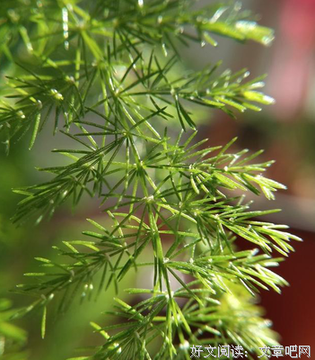 藤萝上的文竹
