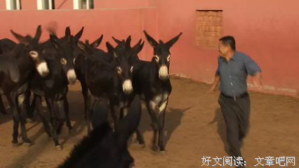  驴子改行