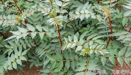 繁育花椒苗