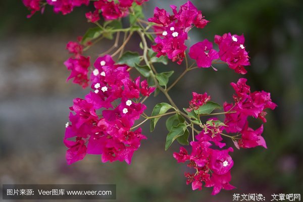 修剪出来的叶子花