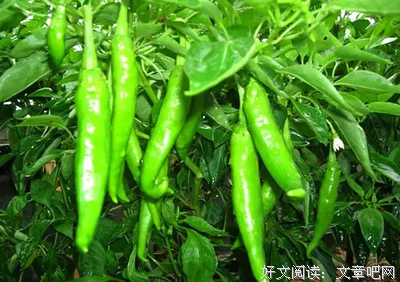 菜地里的杂草