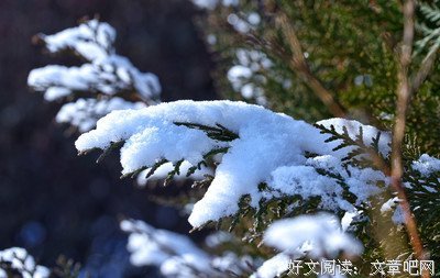 春天的使者