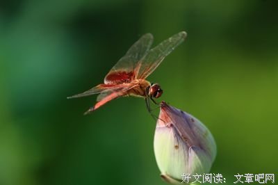 抓不到的红蜻蜓