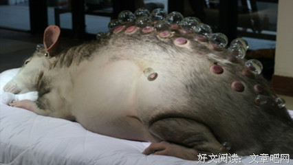 人鼠斗智
