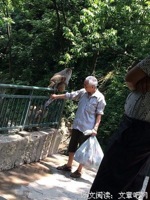 不肯松手的猴子