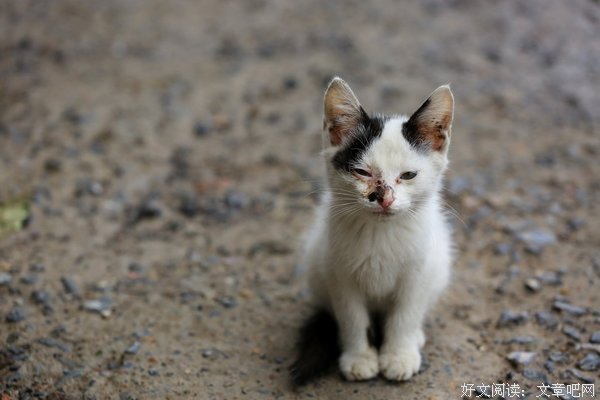 不大会叫的猫